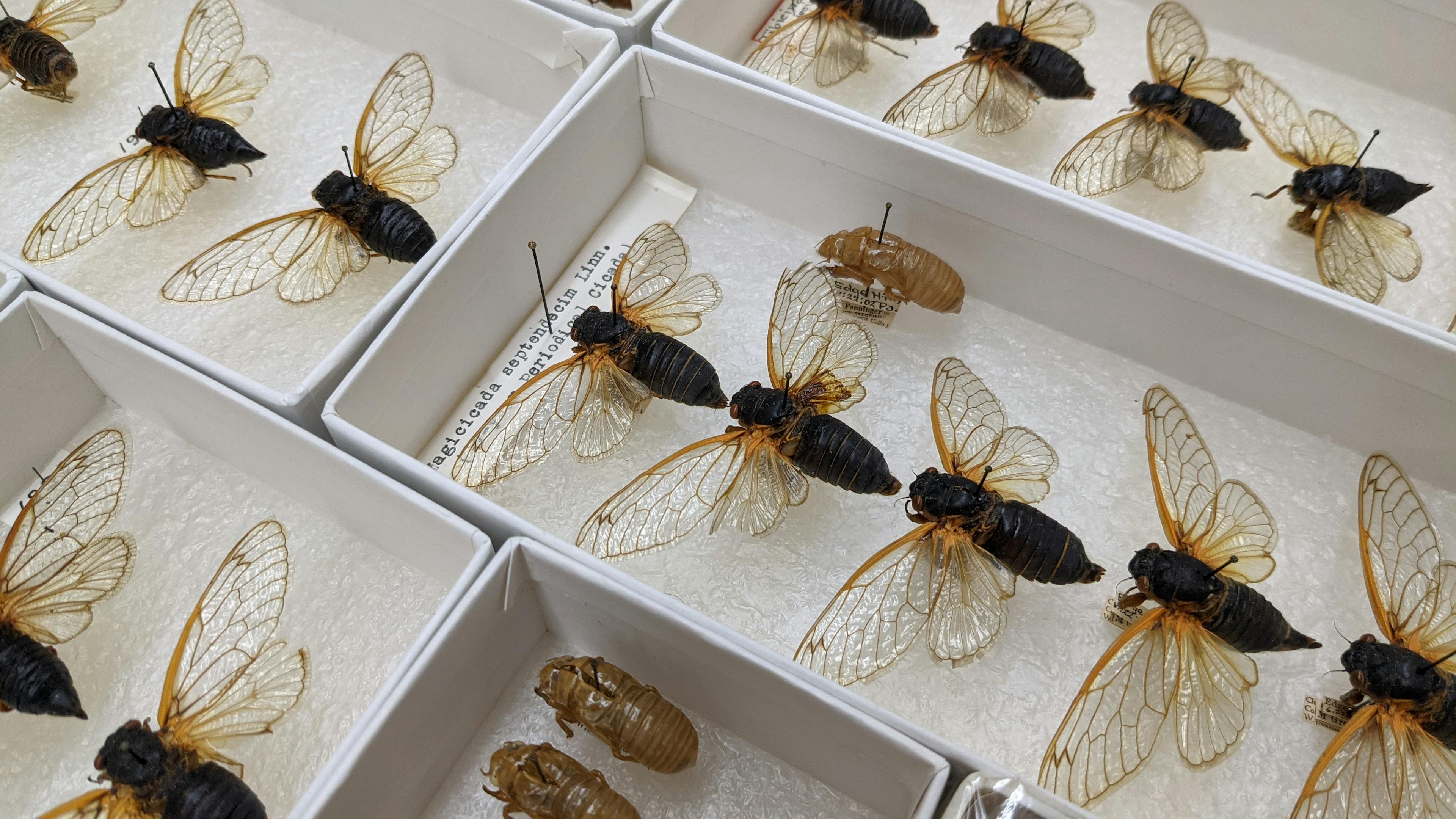 Pinned cicada specimens